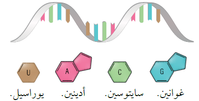الحمض النووي RNA